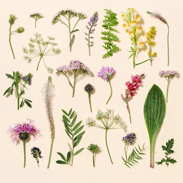 自然夏の野生の花 草原のハーブやフィールドの花の植物 緑の草 小さな野生の花 森のスリルの花 淡いピンクの紙の背景にシダ 花のパターン トップビュー 花のレイアウト — ストック写真