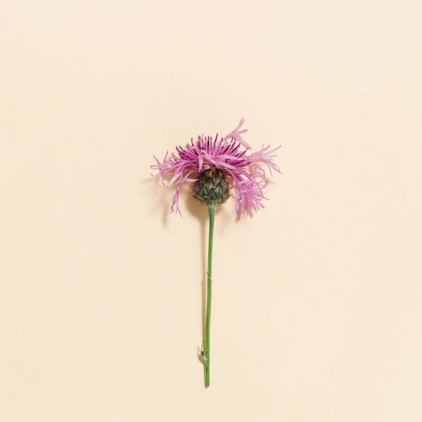 Nyári Vad Lila Tüskés Virág Mint Minimális Természetes Háttér Halvány — Stock Fotó