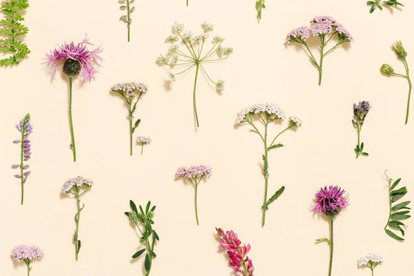 パステルベージュの背景に野生の花や草から自然な夏の組成物 フィールドと森林の開花と緑の計画 審美的な環境や自然概念 上からの眺め — ストック写真