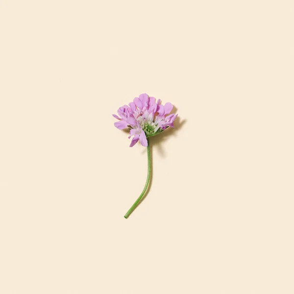 Summer violet colored wild flower on pale pink colored, minimal natural flowery background. Meadow or field blossom plants. Minimal nature flat lay. Top view.