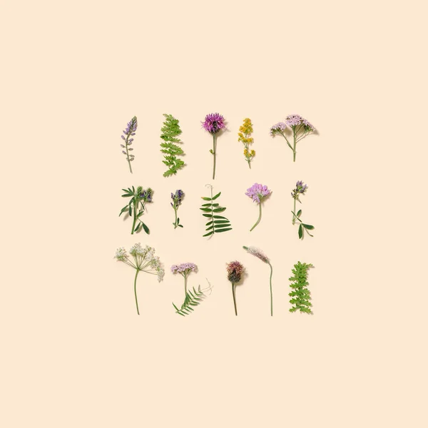 Abwechslungsreiches Waldgras Und Wiesenblumen Als Stilvoller Botanischer Hintergrund Pastellfarben Flache — Stockfoto