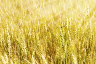 Yusufçuk yaz güneşinin ışınlarında bir buğday dalına yakın duruyor. Güneş buğdayda parlıyor.