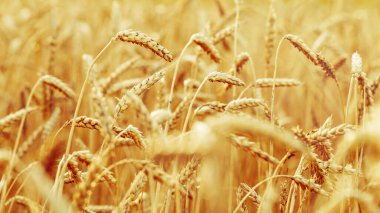 Sonbaharda buğday tarlası. Kırsal alan. Tarlada olgun buğday. Güneş ışığında mısır gevreği hasadı. Zengin hasat konsepti. Seçici odak.
