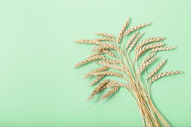 Buğday kulakları yakında. Hasat zamanı konsepti. Mısır gevreği hasadı. Kopyalama alanı olan düz.