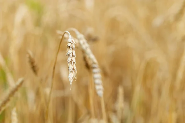 햇빛에 수확의 선택적 — 스톡 사진