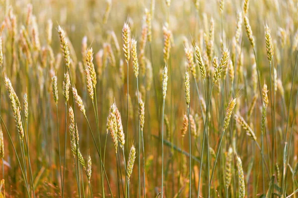 Corn in the ears of wheat outside. Ears of golden wheat close up. Rich harvest of ripe wheat. Selective focus.