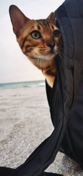 Cat. Travel to the sea with pets