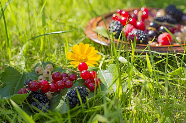 Çilek çimenlerin üzerinde