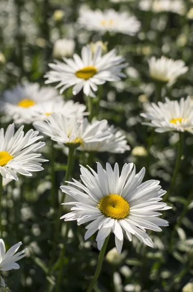 Güzellik papatya alan