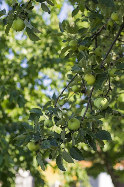 Elma dalında elmalar