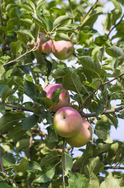 Manzanas en rama de manzano — Foto de Stock