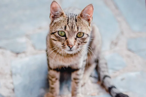Gato Color Marrón Ojos Verdes Sentado Suelo Empedrado — Foto de Stock