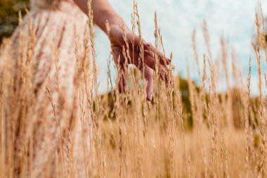 Tarlada uzun buğday kulaklarına dokunuyorum. Doğaya kaçış.