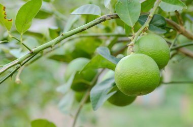 ağaç üzerinde taze limes