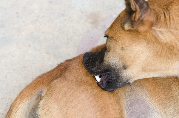 Köpek kendini temizleme keneler ve pire — Stok fotoğraf
