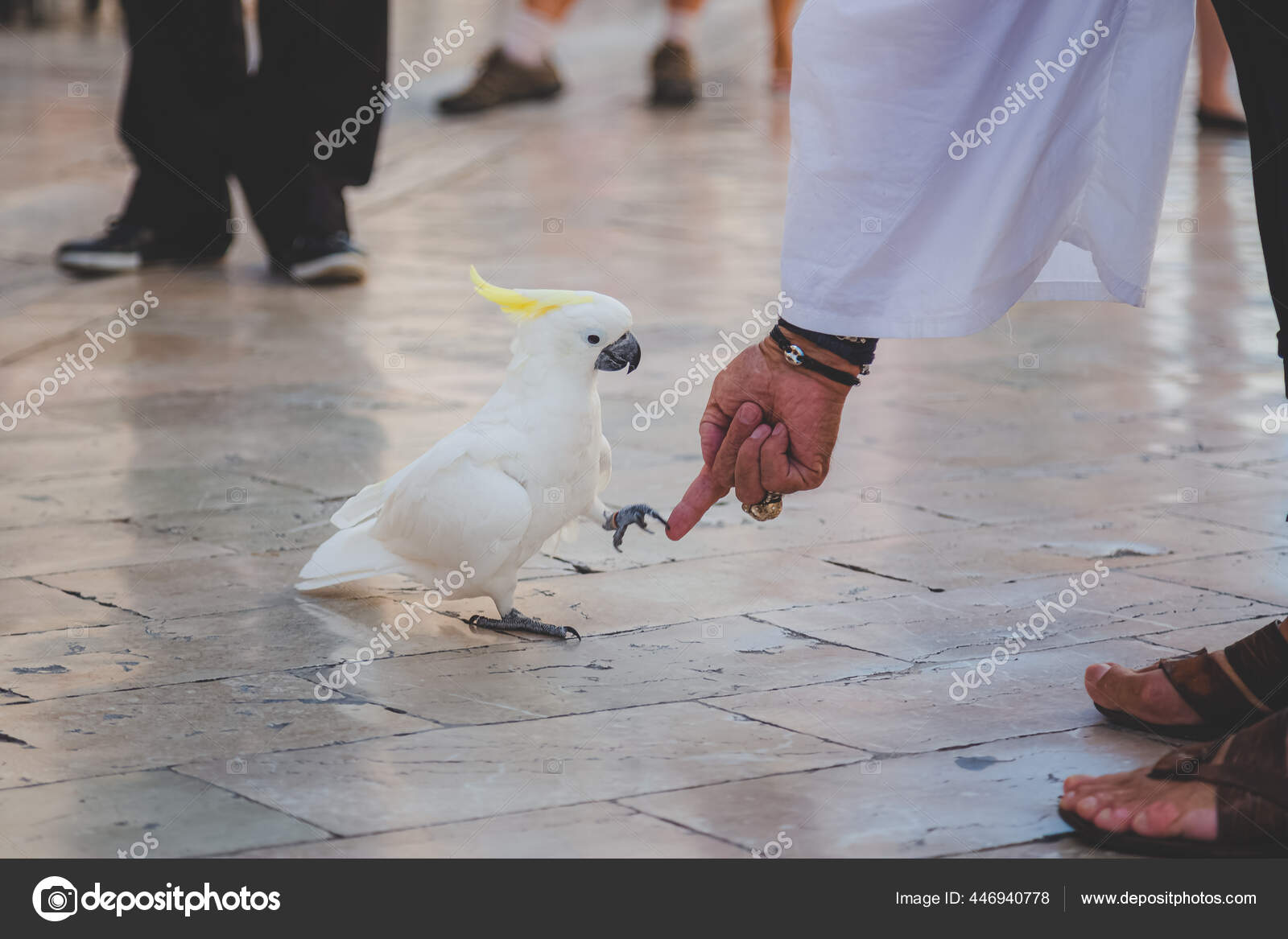 Man meeting animal Stock Photos Man meeting animal Stock Photos