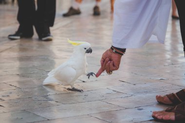 Bir adam parmağını bir kakadunun (Cacatuidae) üzerine uzatıyor ve el sıkışması Hırvatistan 'ın Split kentinin sokaklarında kuşun pençesiyle yapılıyor..