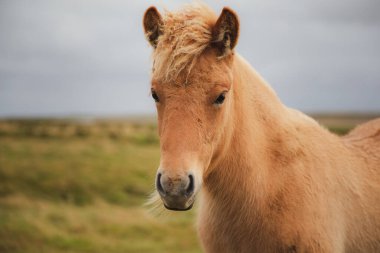 Güney İzlanda 'da Vik kasabası yakınlarında altın bir İzlanda atının (Equus ferus caballus) portresi.