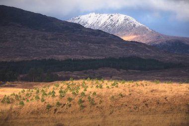 İskoçya 'nın Orchy Köprüsü yakınlarındaki İskoç Highlands kırsalında karlı bir dağ ve çam ormanının dramatik ışığı ve gölgesi.