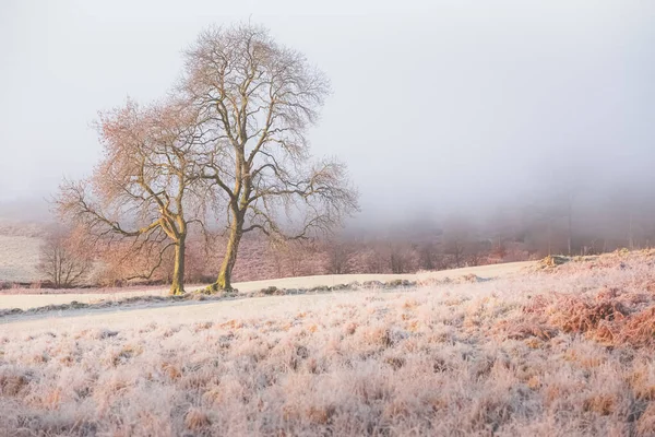 Uma Paisagem Rural Inverno Gelada Uma Árvore Solitária Nevoeiro Fora — Fotografia de Stock
