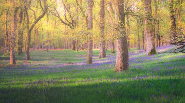 İskoçya 'nın Perthshire kentindeki Kinclaven Bluebell Ormanı' nda İlkbaharda renkli çan çiçeklerinin (Hyacinthoides) olduğu bir orman ormanında noktalı ışık.