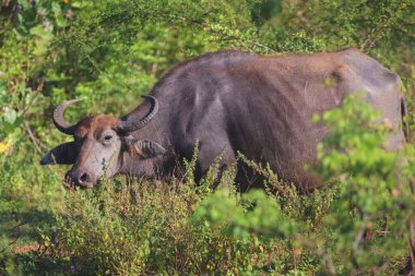 Udawalawe Ulusal Parkı, Sri Lanka 'da erkek bir vahşi su bufalosu (Bubalus arnee) boğası, Asyalı veya Asyalı buffao..