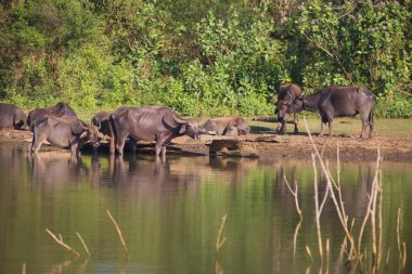Udawalawe Ulusal Parkı 'ndaki bir su birikintisinde (Bubalus arnee) bir bufalo sürüsü..