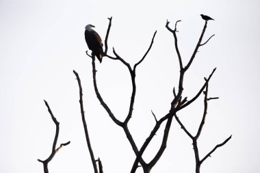 Beyaz karınlı ya da beyaz göğüslü bir deniz kartalının silueti (Haliaeetus leucogaster) Udawalawe Ulusal Parkı, Sri Lanka 'da başka bir kuşla kurumuş bir ağaç dalına tünemiştir..