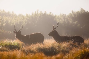 Sri Lanka 'nın merkezindeki Horton Plains Ulusal Parkı kırsalında iki Sambar Geyiği' nin (Rusa unicolor) gölgesinin ardında sabah sisli bir ışık var..