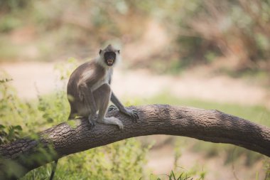 Minneriya Ulusal Parkı, Sri Lanka ormanındaki bir ağaç dalında yaşayan eski bir dünya maymunu Tufted gri langur (Semnopithecus priam)..