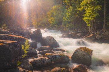 Güney Kaslo, British Columbia, Kanada 'nın güneyindeki Kootenay Gölü İl Parkı' ndaki Coffee Creek şelalesinde altın ışıklı doğal güzellik..