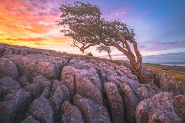 Canlı renkli günbatımı ya da gündoğumu gökyüzü kireçtaşı kaldırım manzarası ve Twisleton Scar 'daki İngiliz Hawthorn ağacı, Yorkshire Dales Ulusal Parkı, İngiltere.