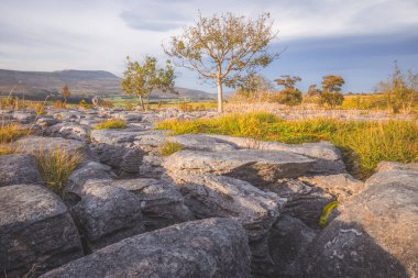 Güney pullarındaki kireçtaşı kaldırım manzarası ve ağaçlar Yorkshire Dales Ulusal Parkı 'ndaki Ingleborough, İngiltere.