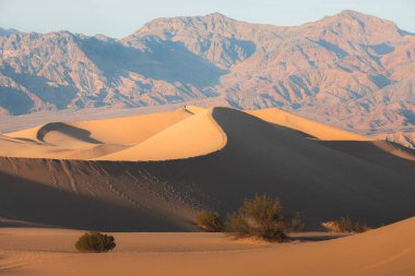 Kaliforniya 'daki Ölüm Vadisi Ulusal Parkı' ndaki engebeli çorak araziye karşı altın Mesquite düz kum tepelerinin çöl manzarasının dramatik ışığı ve gölgesi..