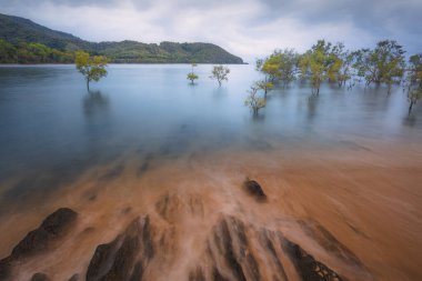 Avustralya 'nın Queensland kentindeki Daintree kıyısındaki Mercan Denizi' nin yüksek suları altında mangrov ağaçlarının deniz manzarası.