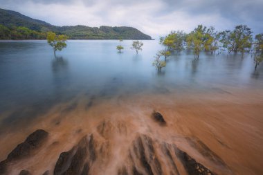 Seascape of mangrove trees submerged under high water of the Coral Sea on the Daintree coast in Queensland, Australia. clipart