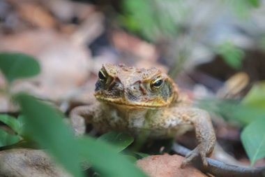 Close-up detail of a grumpy looking cane toad or giant neotropical toad (Rhinella marina) in the Daintree Rainforest, Queensland, Australia.