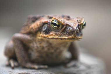 Close-up detail of a grumpy looking cane toad or giant neotropical toad (Rhinella marina) on a rock in the Daintree Rainforest, Queensland, Australia. clipart