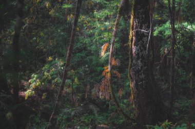 Photosynthesis concept with enchanting dappled light on a green lush tropical Daintree Rainforest jungle in Queensland, Australia.