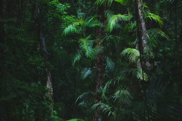 Una Lussureggiante Palma Verde Salotto Tropicale Chamaedorea Elegans Foglie Palma — Foto Stock