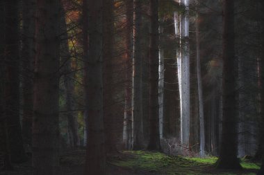Kinclaven, Perthshire, İskoçya 'daki karamsar, atmosferik orman ormanlarında büyüleyici bir ışık..