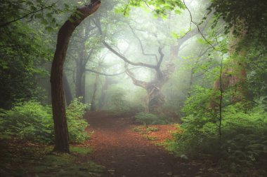 A moody, ethereal lush woodland forest and twisted oak tree in atmospheric misty fog at Ravelston Woods in Edinburgh, Scotland. clipart