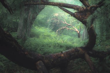A moody, ethereal lush woodland forest with a bent tree in atmospheric misty fog at Ravelston Woods in Edinburgh, Scotland. clipart