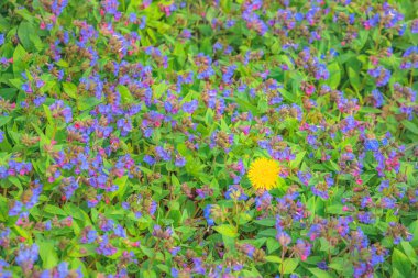 Yalnız, izole edilmiş sarı karahindiba (Taraxacum), bahar aylarında mavi, mor ve yeşil yaprakların renkli arka planına karşı..