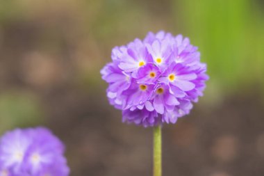 İlkbaharda narin mor Primula denticulata çiçeğinin seçici odak noktası ayrıntıları.