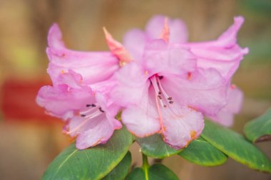 İlkbaharda narin bir Rhododendron siyanocarpum çiçeğinin seçici odak noktası ayrıntıları.