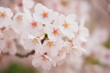 İlkbaharda Yoshina kiraz çiçeğinin (prunus x yedoensis) seçici odak noktası ayrıntıları. 
