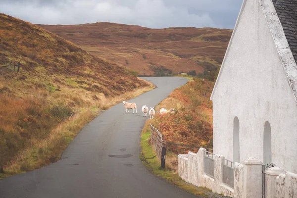 스코틀랜드의 스코틀랜드고원에 이섬의 라다일 도로에서 백조양 — 스톡 사진