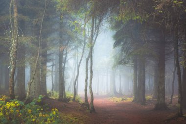 Karanlık ve karamsar, perili orman yolu atmosferik sis ve sis ile Blairadam Ormanı 'nda Kelty, Fife, İskoçya yakınlarında.