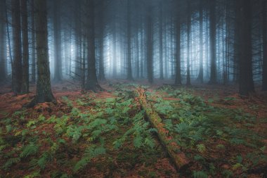 Karanlık ve karamsar, perili orman atmosferik sis ve sis ile Blairadam ormanında Kelty, Fife, İskoçya yakınlarındaki.